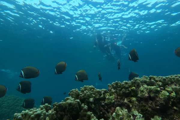 Dimaniyat Island Snorkeling Trip